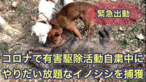 コロナで外出自粛の裏側でイノシシの被害が急増。緊急出動しました。