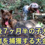 生後わずか7ヶ月半の子犬が60kgのメスのイノシシを捕獲する大金星!