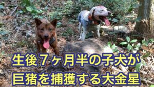 生後わずか７ヶ月半の子犬が６０kgのメスのイノシシを捕獲する大金星！