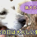 有害鳥獣駆除をした次の日の疲労感満載な猟犬カシンとリキの散歩風景