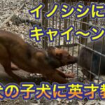 熊野地犬の子犬で猟犬見習いリキが箱罠にかかったイノシシにキャイ〜ン咬み