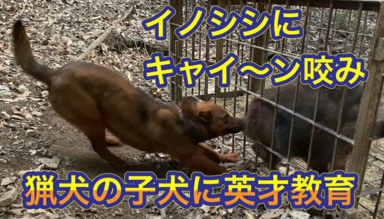 熊野地犬の子犬で猟犬見習いリキが箱罠にかかったイノシシにキャイ〜ン咬み