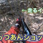 真っ正面から猛ダッシュしてくるイノシシに「ごっつあんショット!」