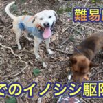 今の時期は難易度が高い!春の爆風でのイノシシ有害鳥獣駆除活動