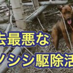 豚熱(豚コレラ)・野生イノシシにえさ状のワクチン散布 山口県