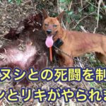 猟犬見習いリキが片足上げて初めてオシッコした記念日ライブ配信