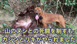 １２０kgのオスのイノシシとの死闘を制すも猟犬カシン、リキがやられました…