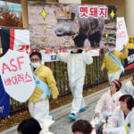 韓国全土にアフリカ豚熱拡大 ワクチンなくお手上げ状態(上)
