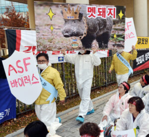 韓国全土にアフリカ豚熱拡大 ワクチンなくお手上げ状態(上)