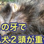 ２頭の猟犬が凶暴なイノシシに激しくやられ、病院へ緊急搬送される事故
