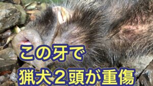 ２頭の猟犬が凶暴なイノシシに激しくやられ、病院へ緊急搬送される事故