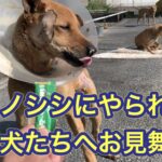 猟犬たちも命がけ!重傷を負ったルルとネネにお見舞いに行ってきました。