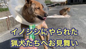 猟犬たちも命がけ！重傷を負ったルルとネネにお見舞いに行ってきました。