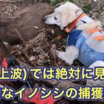 テレビでは絶対に見れない衝撃的なイノシシの捕獲シーンをYouTubeに!