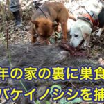 身体中キズだらけの歴戦の猛者オバケイノシシの捕獲に成功しました!