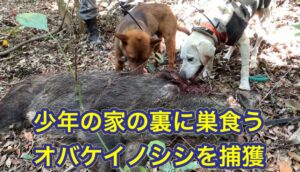 身体中キズだらけの歴戦の猛者オバケイノシシの捕獲に成功しました!