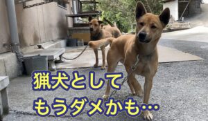 イノシシとの壮絶な闘いの末に負った怪我が原因で、もう猟犬としてダメかも。