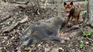 香川県善通寺市で、わなにかかっていないイノシシに襲われ男性2人けが