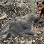 豚熱（豚コレラ）の長距離伝播「人が要因」可能性　農研機構が指摘　