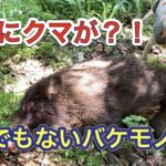 あわや3人組の女性観光客に被害!すぐ近くに潜む巨大イノシシの捕獲に成功!