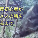 初めてくくり罠をかけた次の日に、イノシシを捕獲することに成功!