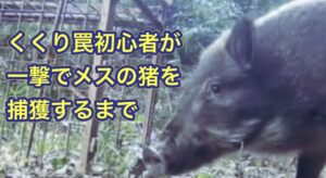 初めてくくり罠をかけた次の日に、イノシシを捕獲することに成功！