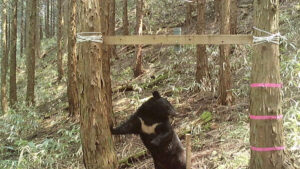 「こんなところに普段いないクマが…」自宅前で襲われた男性 恐怖を語る 富山・砺波市