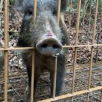 マダニが媒介する感染症「SFTS」に要注意! 医療情報学教授が懸念