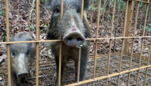 イノシシが「こんな所に出るとは…」 タワマンを横目に見張り