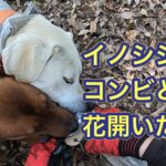 猟犬カシンが止めて、リキが猟師を呼びに来る。いいコンビになりました。