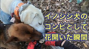 猟犬カシンが止めて、リキが猟師を呼びに来る。いいコンビになりました。