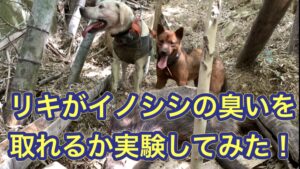猟犬見習いリキが臭いを取ってイノシシを見事探し当てれるかを実験してみました
