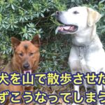 イノシシとガチでやりあう猟犬を、山で散歩させると必ずこうなってしまいます。