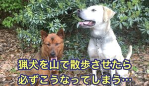 イノシシとガチでやりあう猟犬を、山で散歩させると必ずこうなってしまいます。