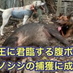 猟犬見習いリキが竹薮の中に立て篭もるイノシシを追い出して撃たせて獲る