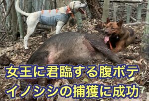 猟犬見習いリキが竹薮の中に立て篭もるイノシシを追い出して撃たせて獲る