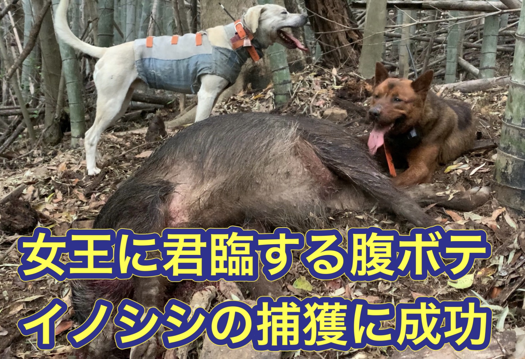 猟犬見習いリキが竹薮の中に立て篭もるイノシシを追い出して撃たせて獲る