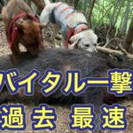 ライフルマンが精密射撃でバイタル(心臓)一撃で即倒!巨大イノシシからタケノコを守る。