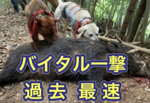 ライフルマンが精密射撃でバイタル(心臓)一撃で即倒!巨大イノシシからタケノコを守る。