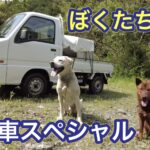 僕がJB64ジムニーとは別にスバルのサンバートラックを買った理由。
