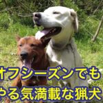 林道で猟犬を散歩すると大変！とにかくイノシシを探そうとします。