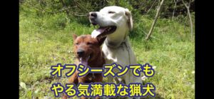 林道で猟犬を散歩すると大変!とにかくイノシシを探そうとします。