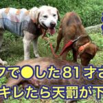 イノシシに猟銃を使わずにナイフを使ったベテラン猟師にブチギレたら神様から天罰が下りました…