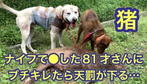 イノシシに猟銃を使わずにナイフを使ったベテラン猟師にブチギレたら神様から天罰が下りました…
