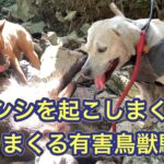 今シーズン最後の有害鳥獣駆除で過去最高頭数を捕獲。イノシシの拡大を未然に防いだ活動