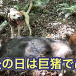 猟犬カシンが生い茂る孟宗竹で、巨猪を起こして撃たせて獲る劇的な結末で今期終猟