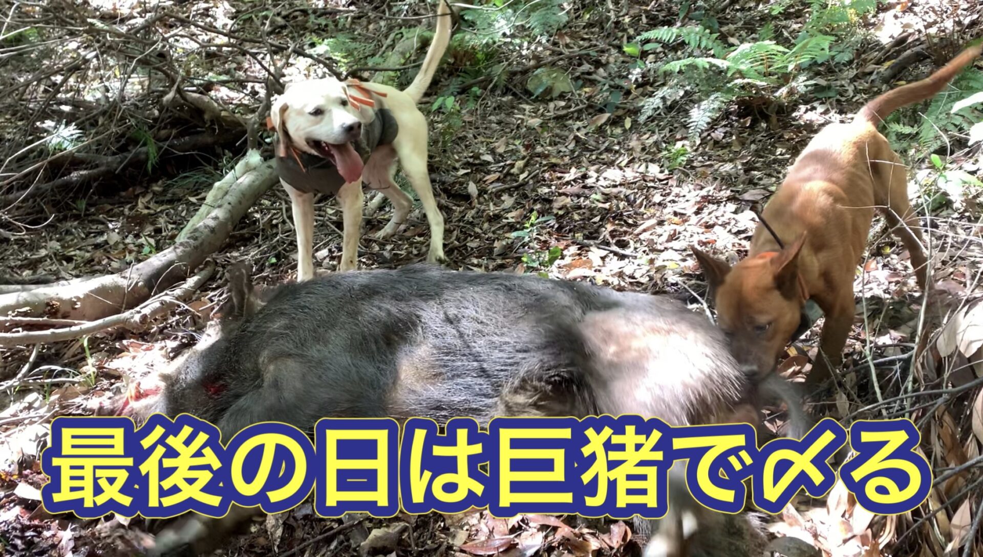 猟犬カシンが生い茂る孟宗竹で、巨猪を起こして撃たせて獲る劇的な結末で今期終猟