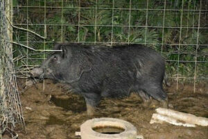 イノシシまた逃走　また捕獲される　沖縄の民家で2日連続　