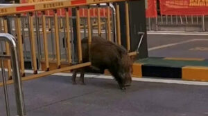 柵に挟まって抜け出せなくなった「巨大な野生イノシシ」の保護先が話題に　中国