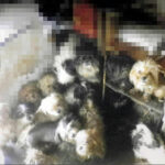 一軒家で小型犬221頭飼育　虐待容疑で女を書類送検　悪臭で苦情